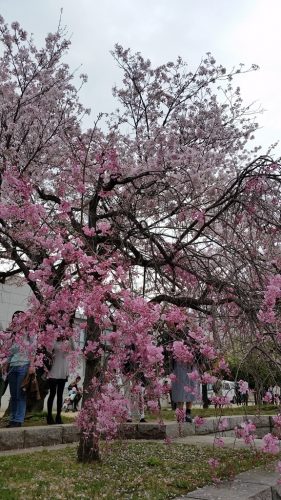 お花見ツーリングにどうですか??